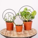 3-Size Metal Hoya Trellis Set | Indoor Plant Support for Pothos, Ivy & Climbing Vines