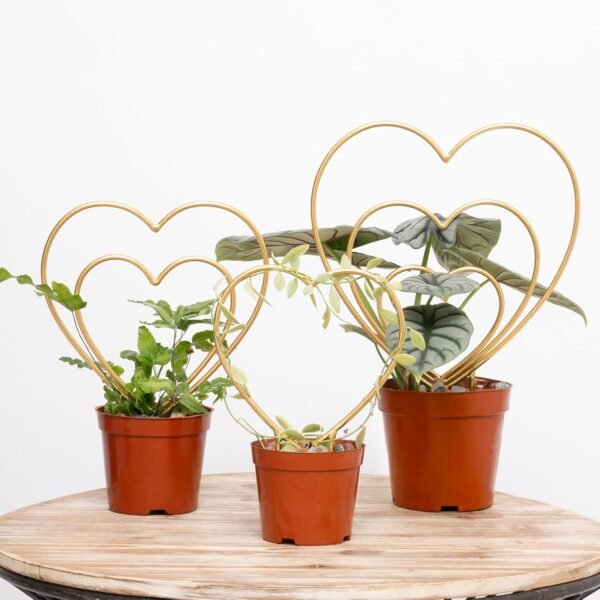 Gold Hoya Heart Shaped Plant Trellis Set