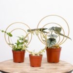 Golden Round Hoya Trellis Set of 3