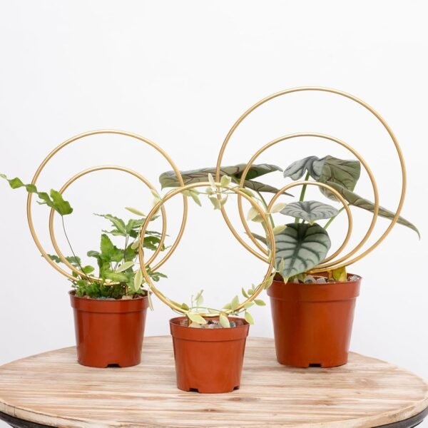 Golden Round Hoya Trellis Set of 3