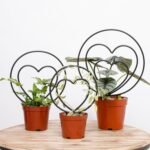 Black Hoya Heart Shaped Plant Trellis Set