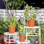 Black Hoya Heart Shaped Plant Trellis Set - Image 4