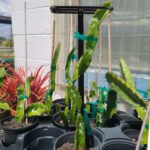 Durable Metal Dragon Fruit Trellis | Vertical Support for Climbing Plants & Trees - Image 3