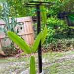 Durable Metal Dragon Fruit Trellis | Vertical Support for Climbing Plants & Trees - Image 4