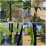 Durable Metal Dragon Fruit Trellis | Vertical Support for Climbing Plants & Trees - Image 6